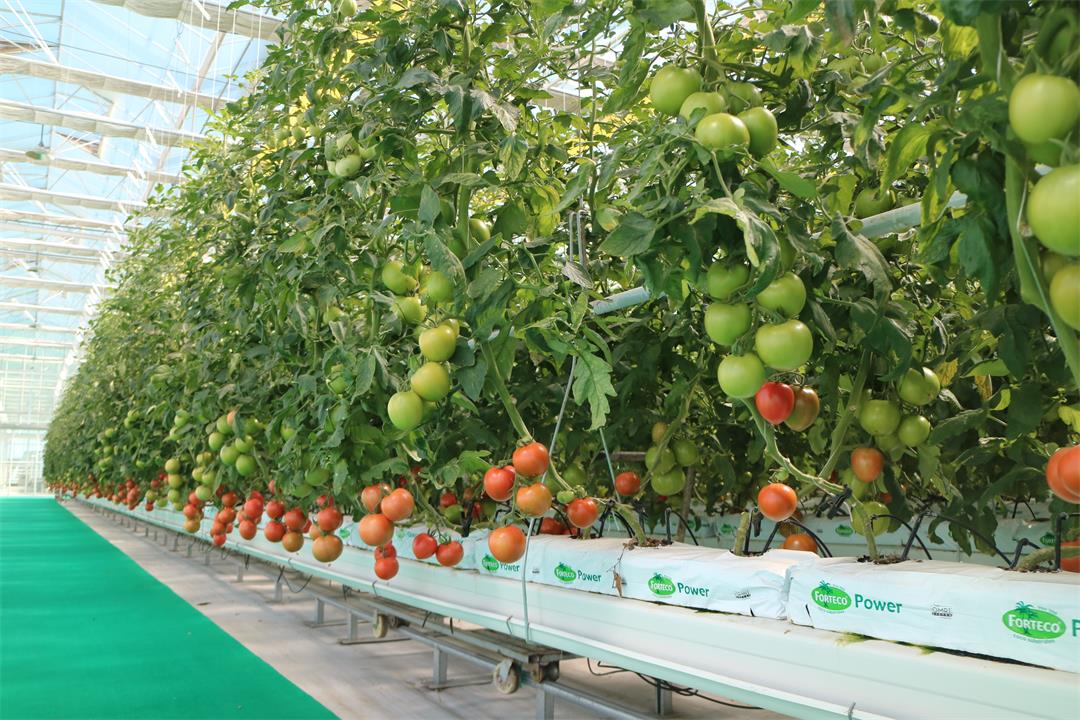 1627544074790626.jpg 1627544074790626.jpg