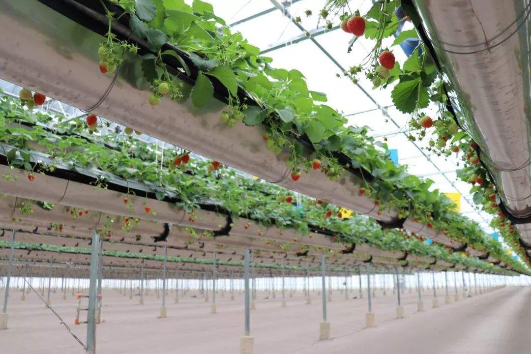 1628558880200395.jpg 1628558880200395.jpg