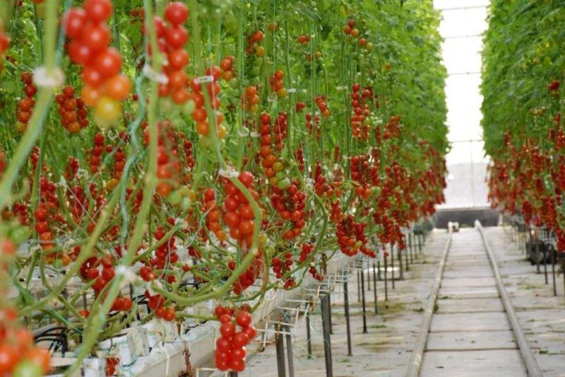 1628558880789994.jpg 1628558880789994.jpg