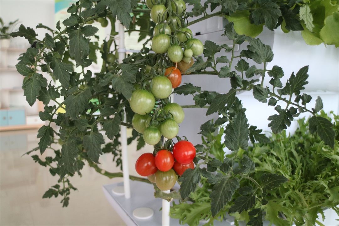 1628590527224411.jpg 1628590527224411.jpg