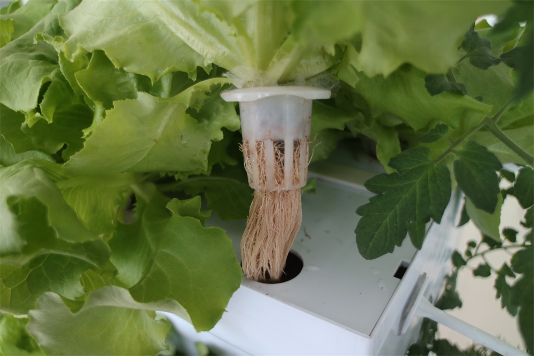 1628590527516186.jpg 1628590527516186.jpg