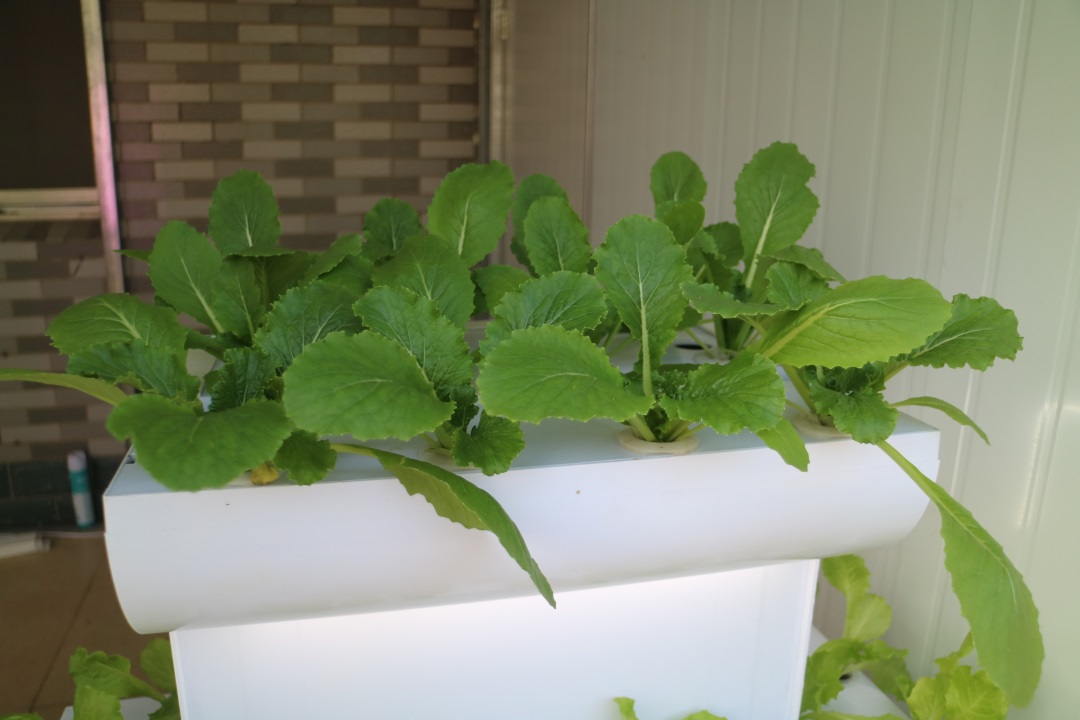 1628590528386742.jpg 1628590528386742.jpg