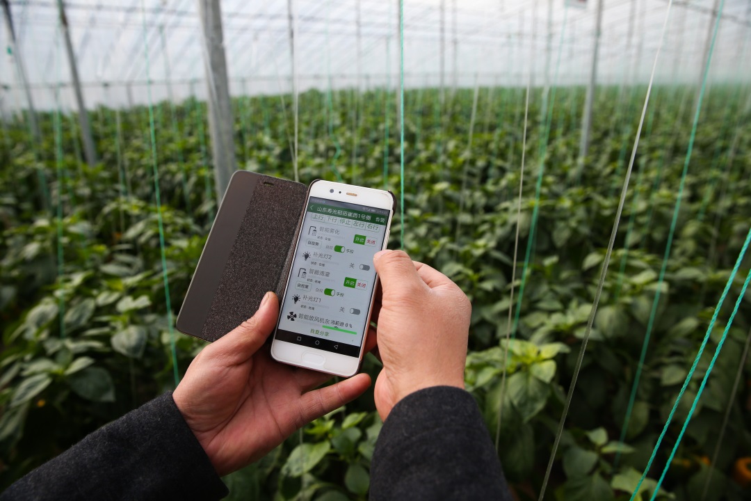 1629104556355553.jpg 1629104556355553.jpg