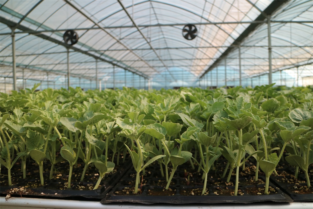 1629601242743610.jpg 1629601242743610.jpg