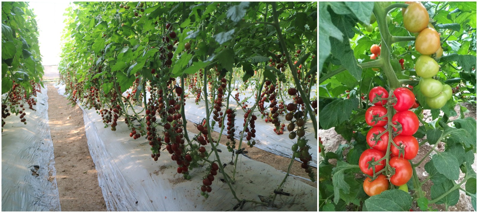 1630464987993877.jpg 1630464987993877.jpg