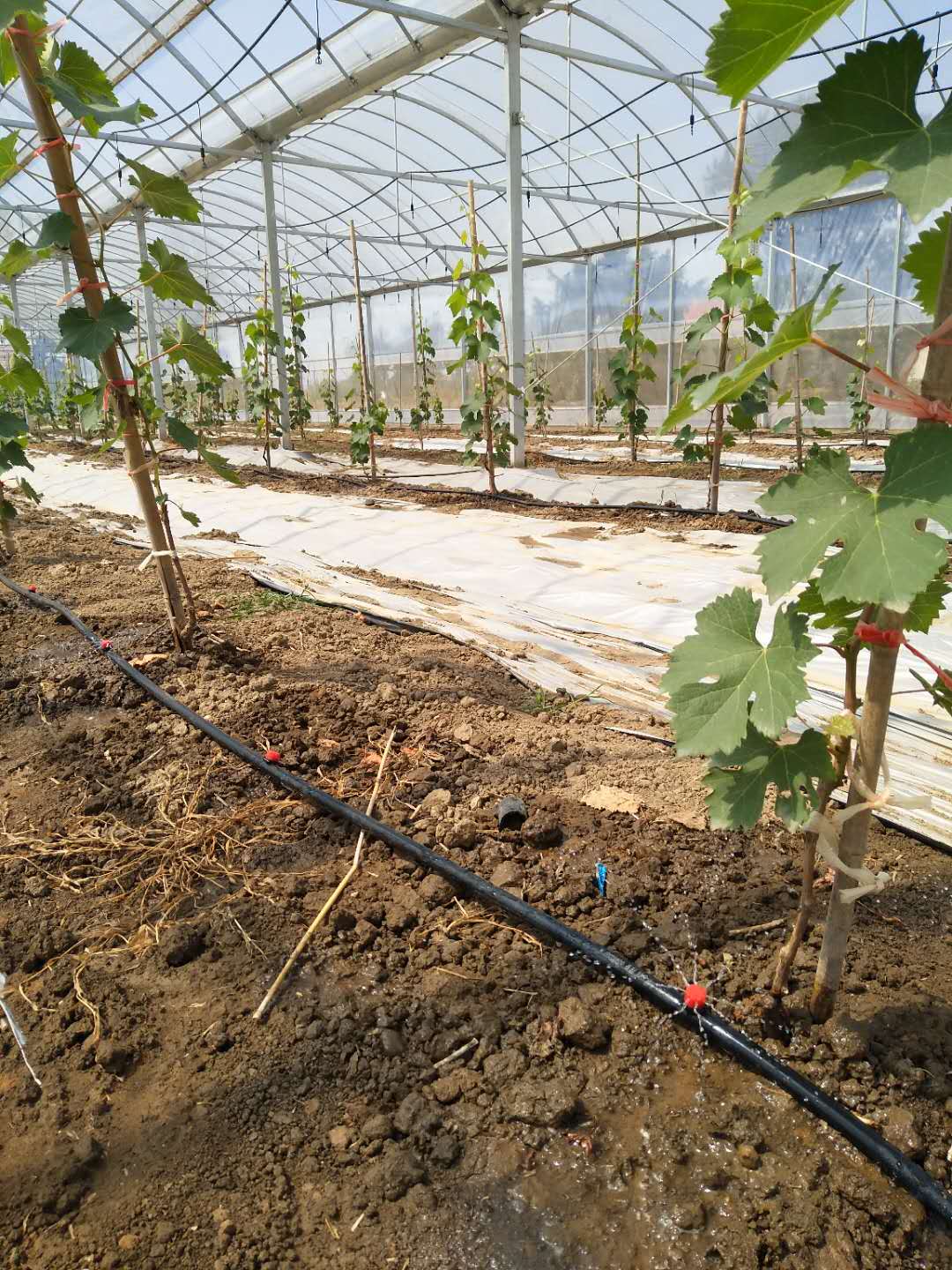 午夜福利理论片在线观看高清案例