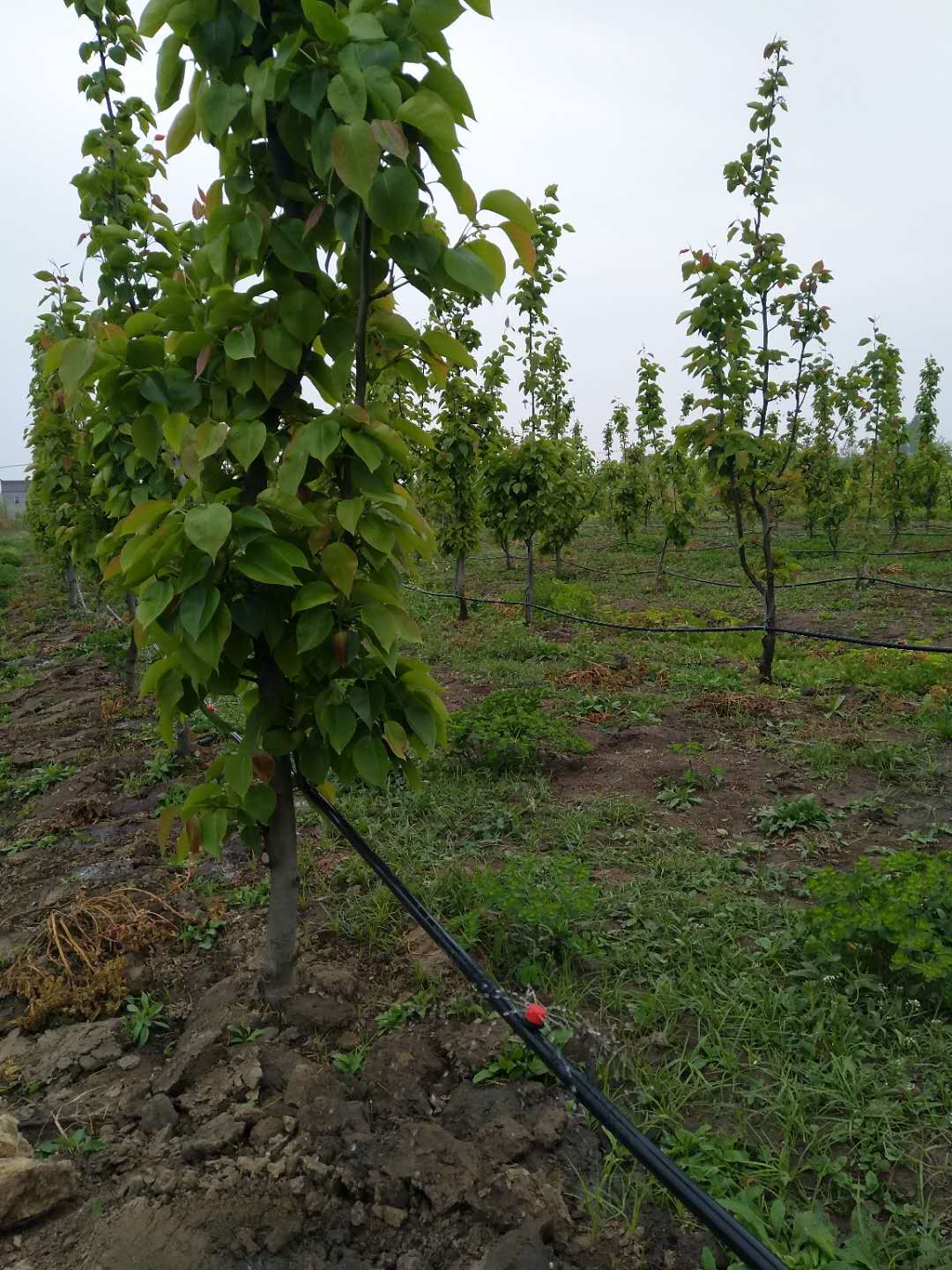 午夜福利理论片在线观看高清案例