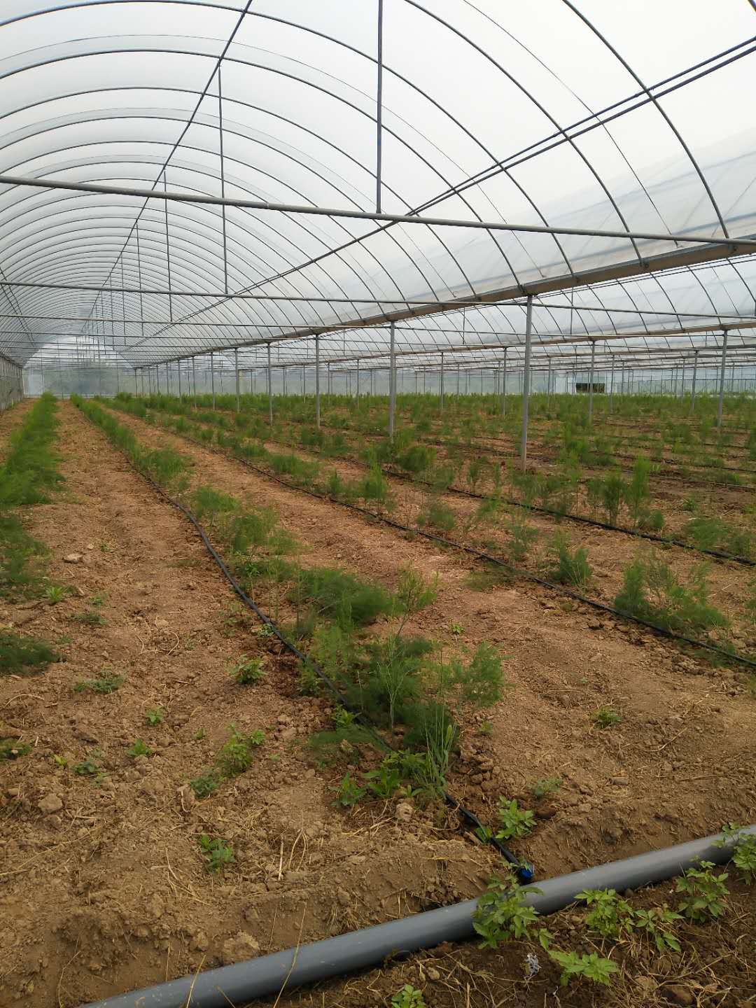 午夜福利理论片在线观看高清案例