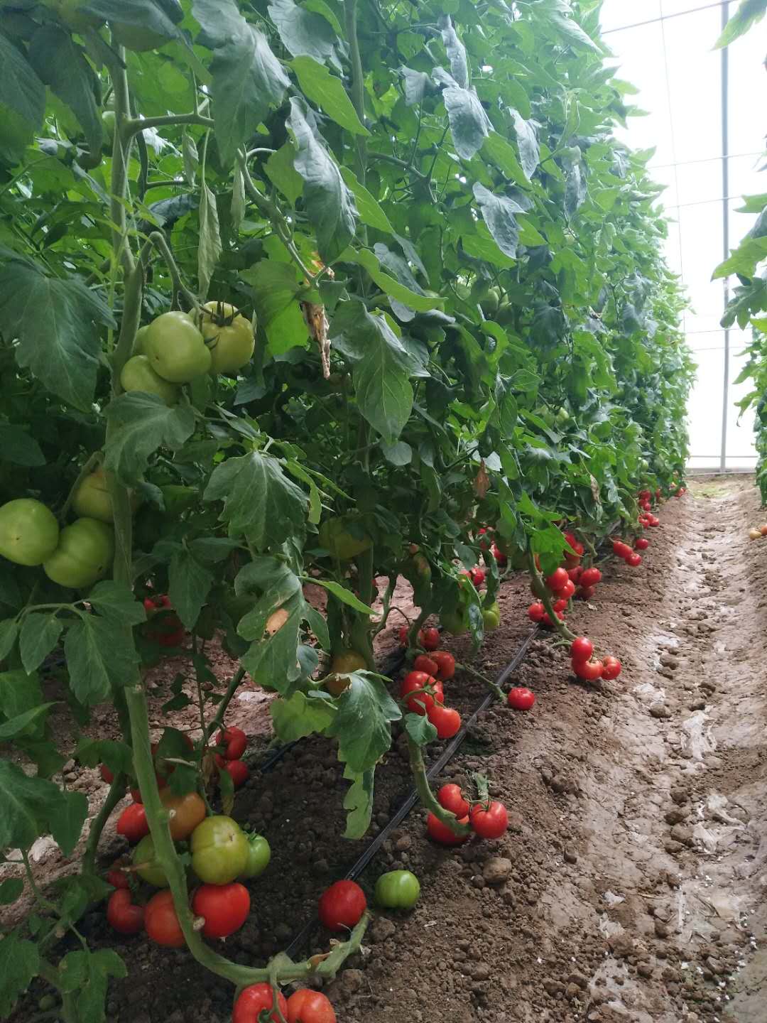 午夜福利理论片在线观看高清案例