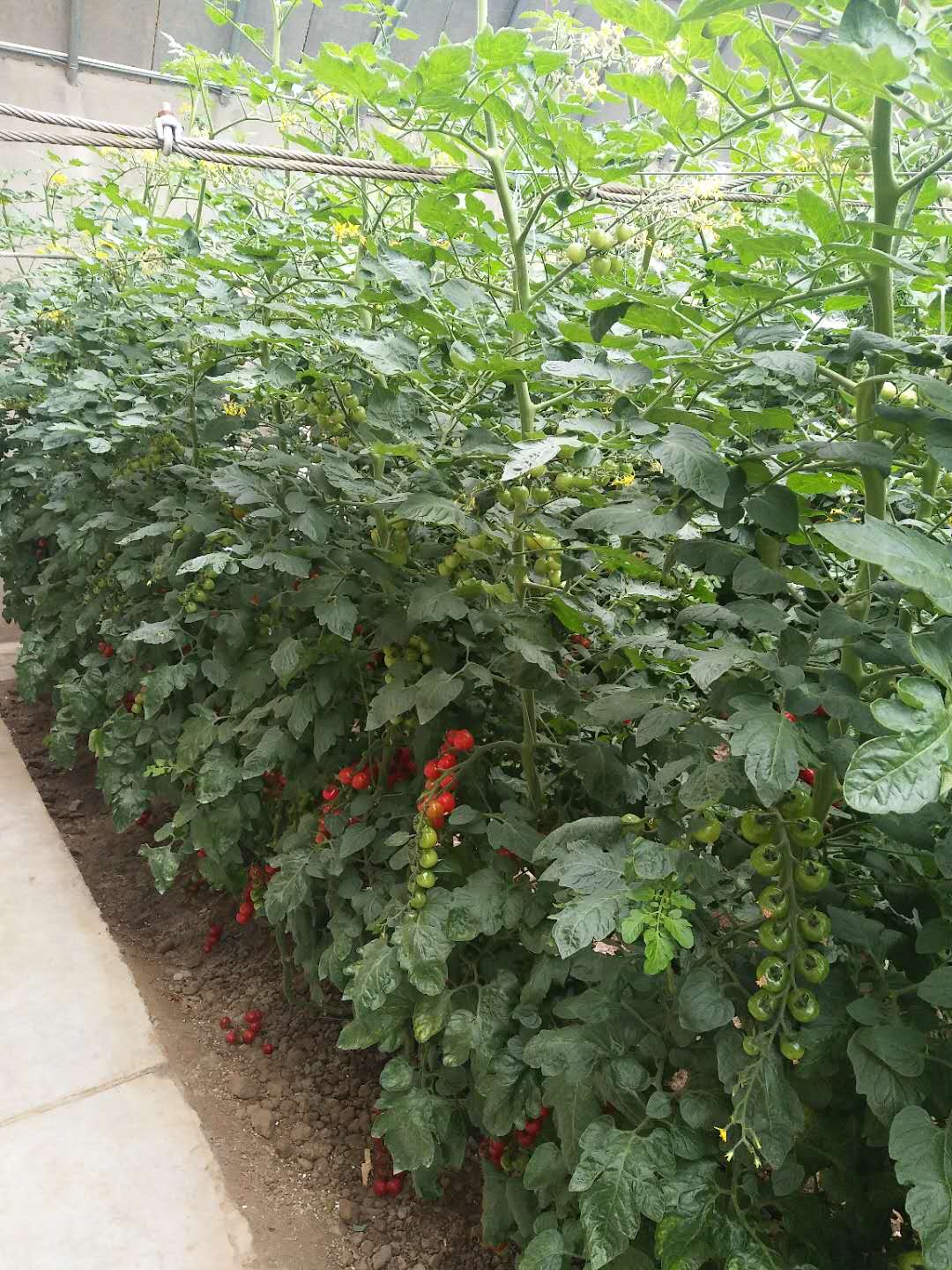 午夜福利理论片在线观看高清案例