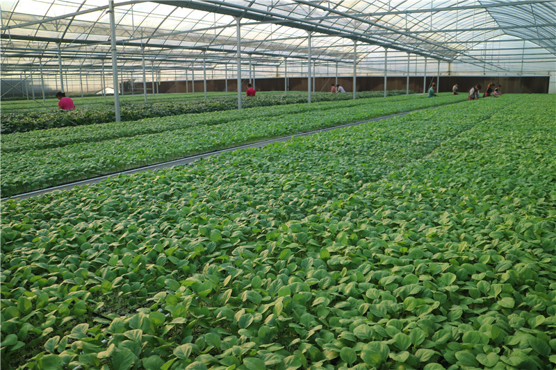 午夜黄视频基地