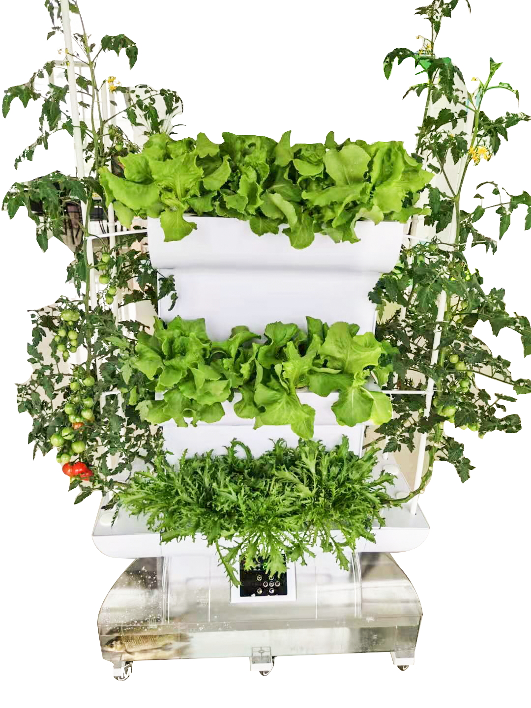 阳台蔬菜午夜黄视频机